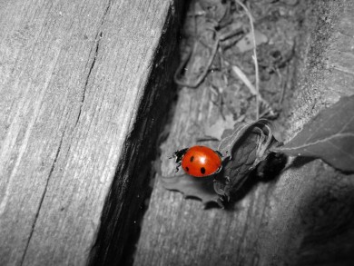 Click to view original image