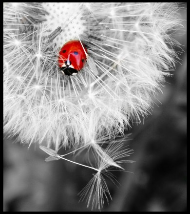 Click to view original image