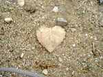 Heart Leaf