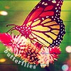 Look. A butterfly.