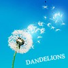 Dandelions