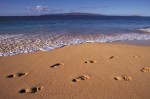 foot prints in beach