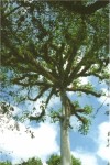 "spider tree"