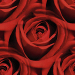 Roses Tile