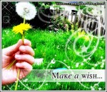 Make a wish..