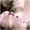 2 turtledoves...