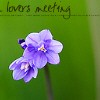 Lover's Meeting