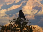 Raven In The Sunlight