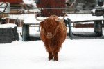 Billy Bull.