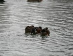Muffucca'n ducks.