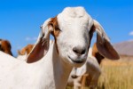 Goat!