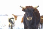 More bulls, LOL!