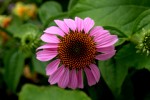 Cone flower.