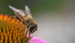 Bee!
