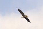 Eagle!