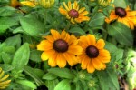 Flowers.