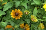 More flowers!