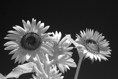 Click to view original image