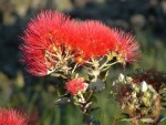 Red Lehua Flower