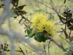 Yellow Lehua Flower