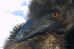 Emu series.