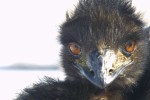 Another emu.