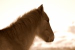 My little pony.