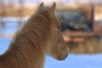 Another pony picture.