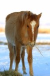 Horse face, 1.
