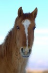 Horse face, 2.