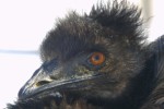 Emu!