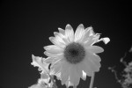 Sunflower!