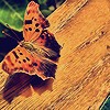 Butterfly on a bench.
