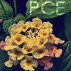 Flower (Peace.)