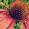 Pink Cone flower