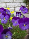 Purple Flowers