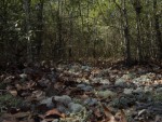mossy trail