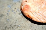 Scratched Seashell