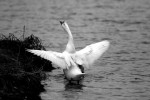 Goose.