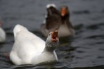Goose, angry.