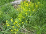 Weeds? Plants?