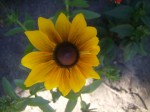 Sun Flower.