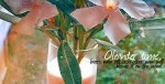 Oleander Time