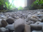 Rocky Rock