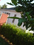 the house next door