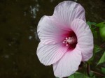 Pink Flower