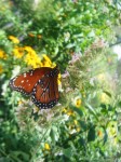Flutterby