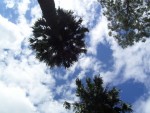 Palm Tree Sky