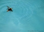 Drowning Bee