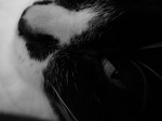 Bored Cat